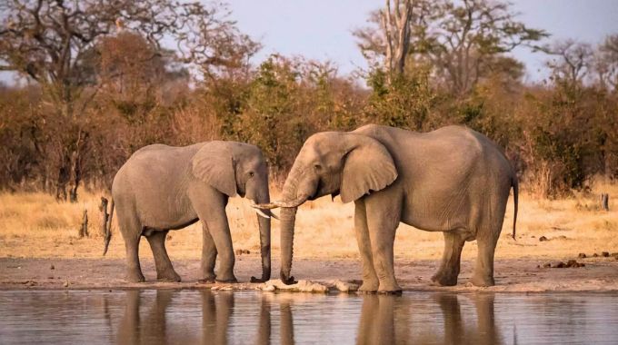 Hwange National Park is Zimbabwe’s largest and most diverse wildlife reserve