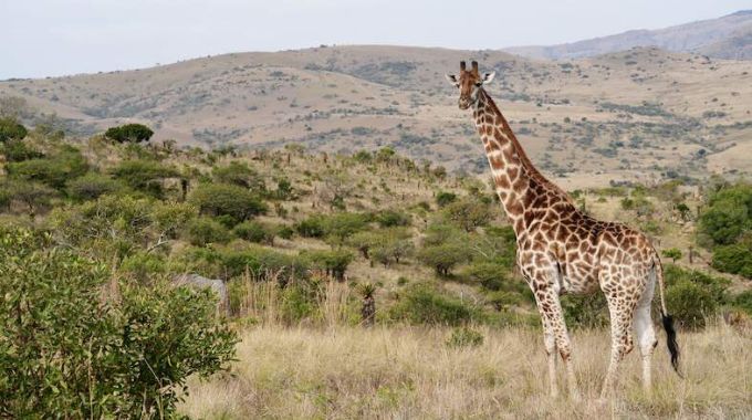 KwaZulu-Natal’s Babanango Game Reserve