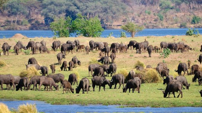 Mana Pools National Park is a UNESCO World Heritage Site