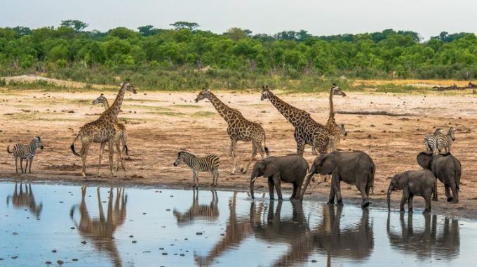 Zimbabwe National Parks