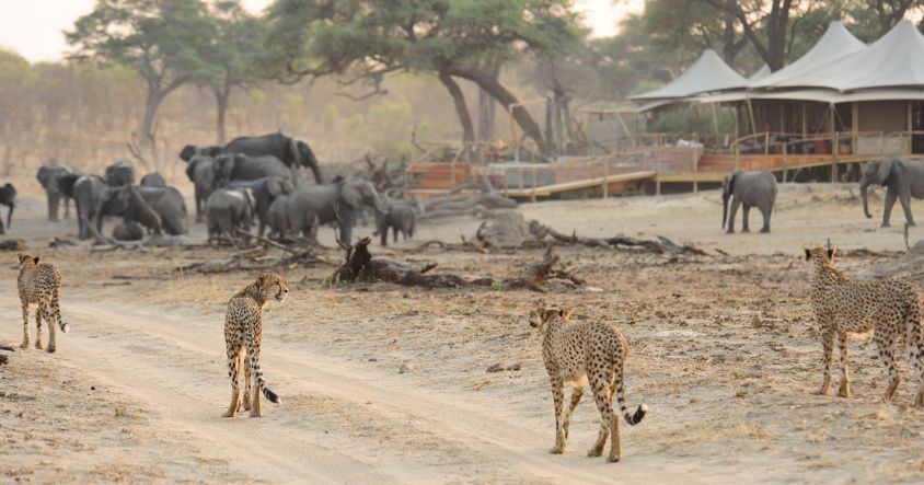 Hwange National Park, Zimbabwe's largest, is about two hours east of Victoria Falls 