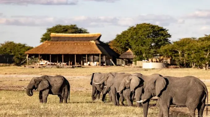 Hwange National Park: Wildlife, History & Travel Guide