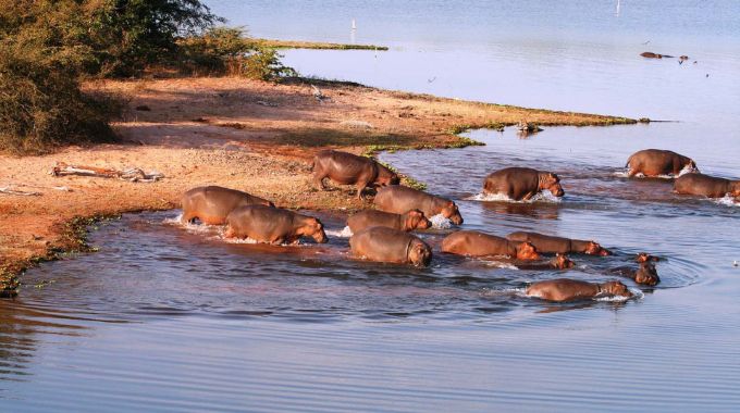 Game Viewing in Kariba