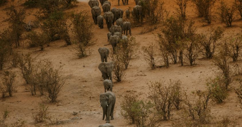 The dry season is widely regarded as the best time to visit Zimbabwe for wildlife viewing
