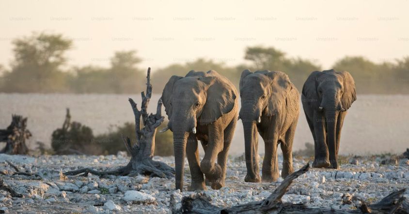 Zimbabwe is Becoming the Go-To Destination for Indian Adventurers and Culture Seekers