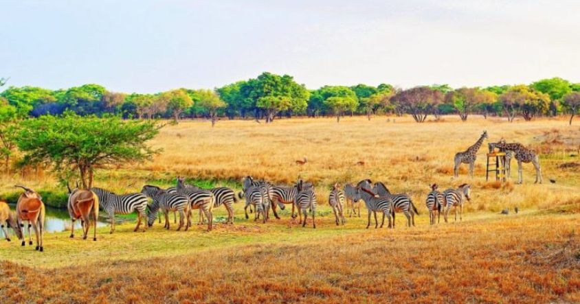 Mukuvisi Woodlands is a 263-hectare nature reserve within the city offering guided walks, horse riding, and game viewing, home to giraffe, zebra, wildebeest, and impala just minutes from the CBD.