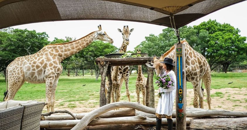Wild Is Life is a private reserve in Harare near the airport where visitors can stand trunk-to-hand with orphaned elephants and watch them work towards eventual graduation to the wild.
