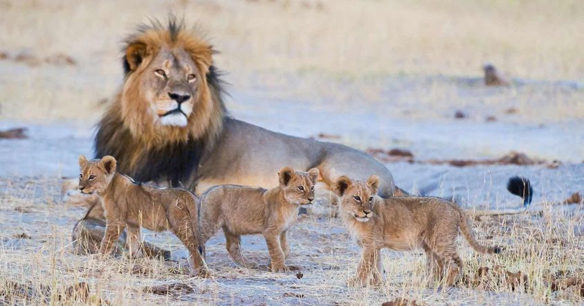 Zimbabwe Big Five Safari Guide: Where to Find Each Animal and How to Plan Your Trip 2 Hwange National Park holds somewhere between 500 and 700 lions