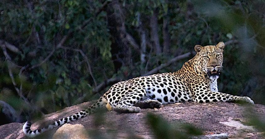 Zimbabwe Big Five Safari Guide: Where to Find Each Animal and How to Plan Your Trip 3 The leopard is the Big Five animal that most safaris across Africa fail to deliver.