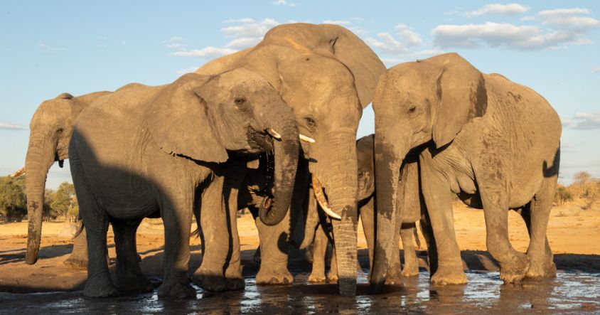 Zimbabwe Big Five Safari Guide: Where to Find Each Animal and How to Plan Your Trip 4 Hwange National Park holds one of the largest elephant populations of any protected area in the world