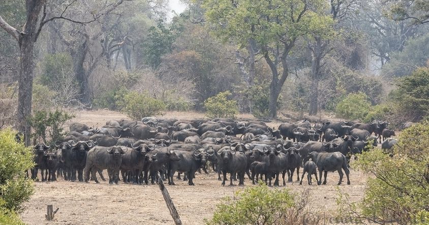 Zimbabwe Big Five Safari Guide: Where to Find Each Animal and How to Plan Your Trip 5 A large buffalo herd moving through open country is one of the most stirring sights in African wildlife. The Cape Buffalo is among the Big Five.