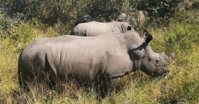 Zimbabwe Big Five Safari Guide: Where to Find Each Animal and How to Plan Your Trip 6 Matobo National Park has seen its rhino population grow. The rhino is one of the BIg Five animals