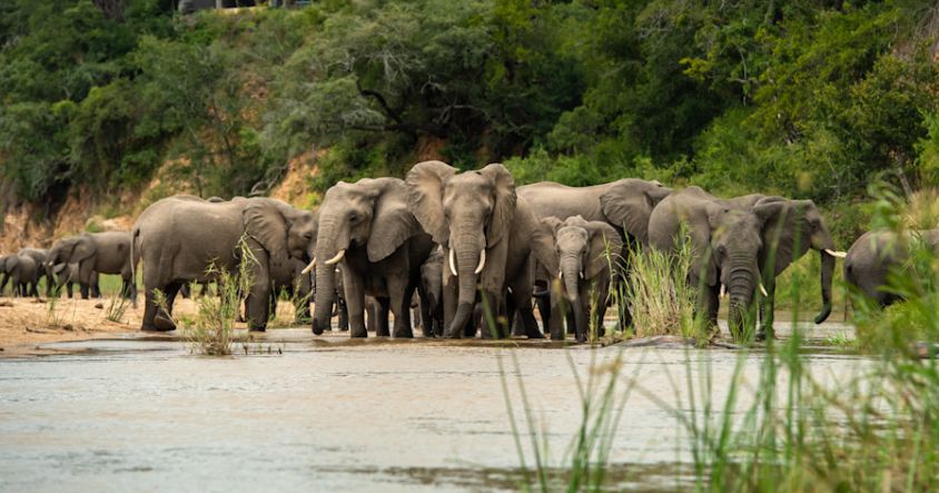Zimbabwe Big Five Safari Guide: Where to Find Each Animal and How to Plan Your Trip 7 Zimbabwe has two parks where all five of the Big Five are present within a single boundary. Hwange National Park and Gonarezhou National Park