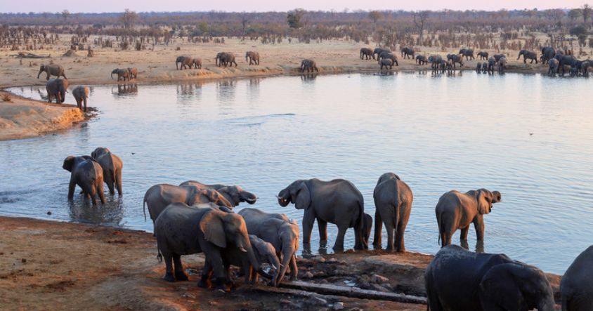 Zimbabwe Big Five Safari Guide: Find out exactly where to see the lion, leopard, elephant, buffalo and rhino, which parks to visit, and when to go.
