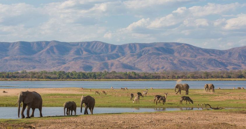 The Wildlife in Mana Pools National Park