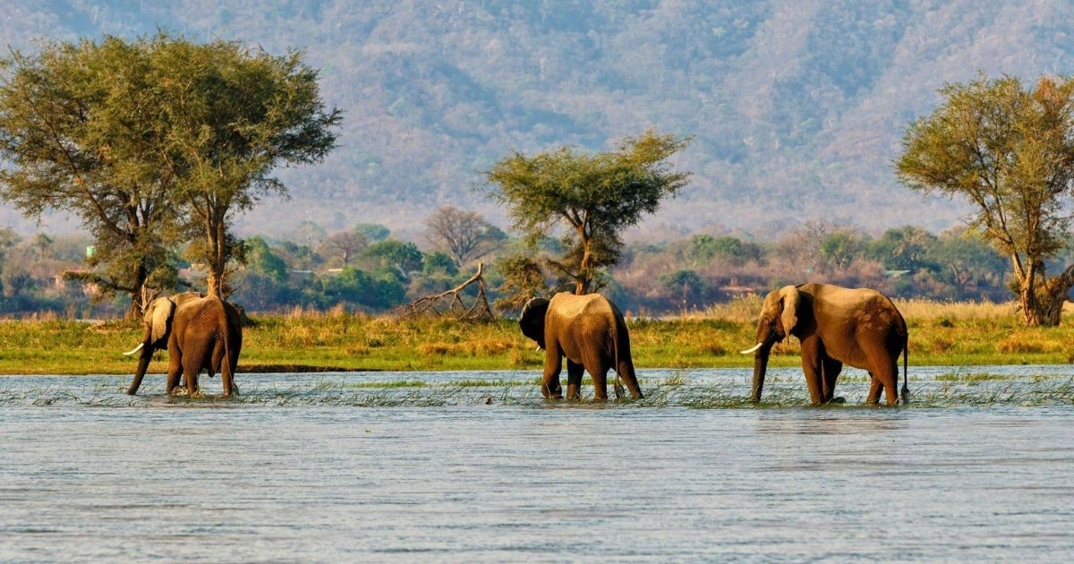 15 Most Beautiful Places in Zimbabwe 3 Mana Pools sits on the floodplain where the river broadens and slows, flanked to the south by an escarpment that rises more than a thousand metres above the valley floor and catches the last of the evening light long after the floodplain has fallen into shadow.
