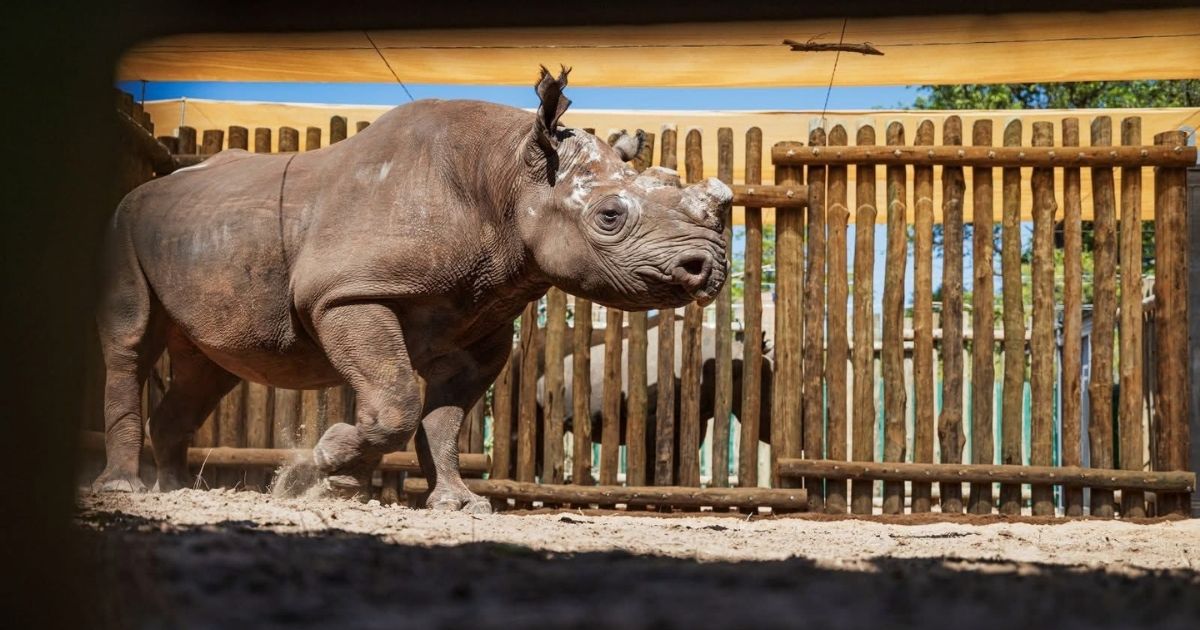 Rhinos Return to Matusadona National Park in Landmark Conservation Success for Zimbabwe