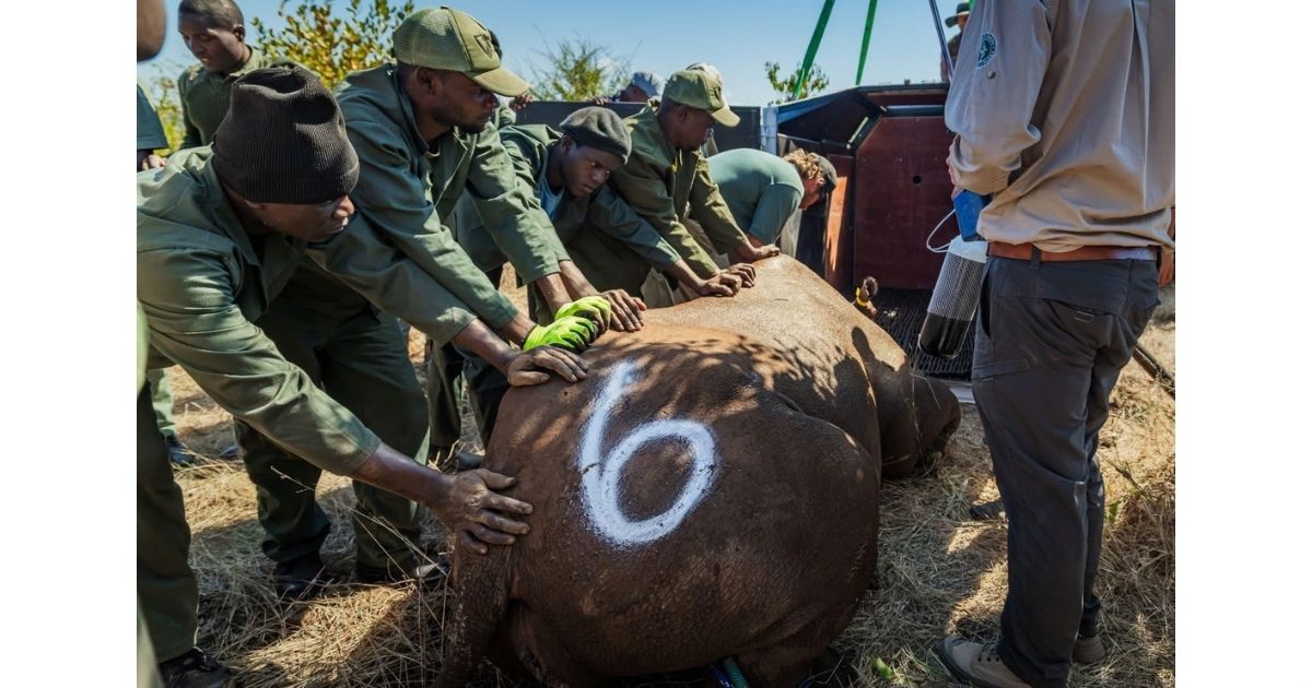 The return of rhinos to Matusadona represents more than a wildlife translocation