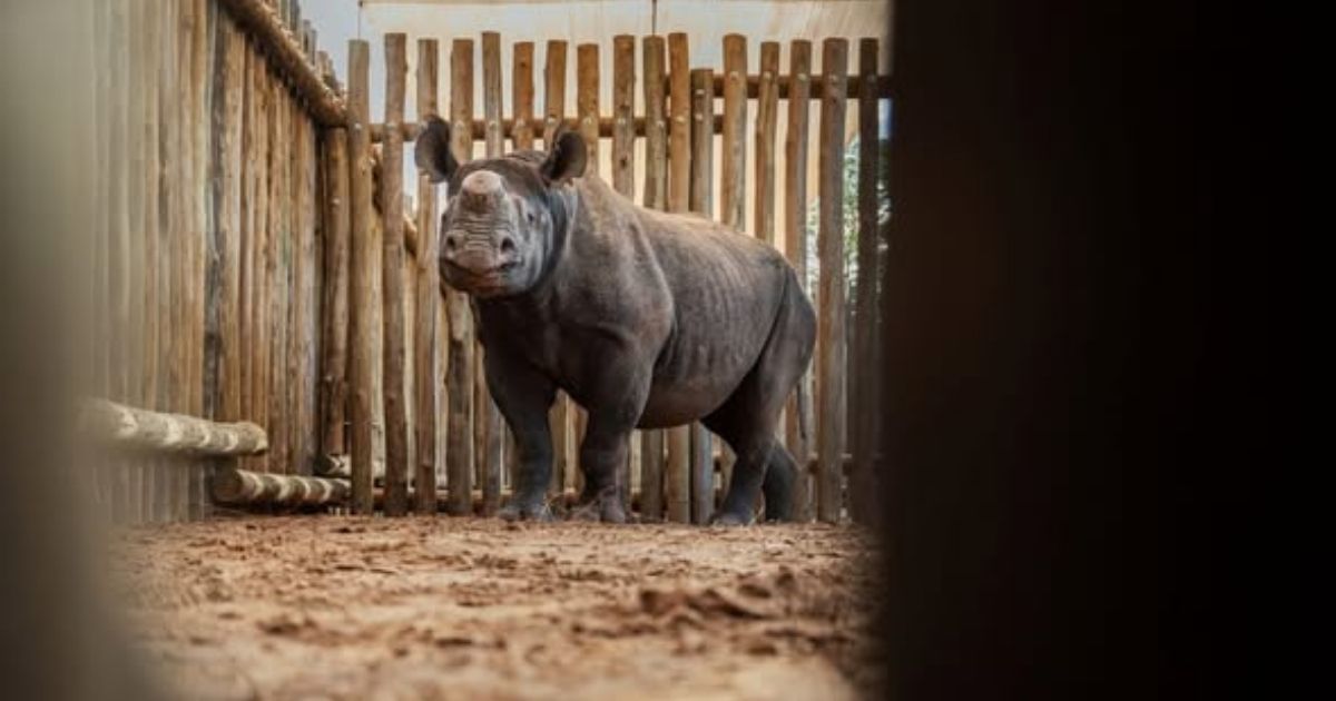 Black rhinos are classified as Critically Endangered by conservation authorities and remain among the world's most threatened large mammals.