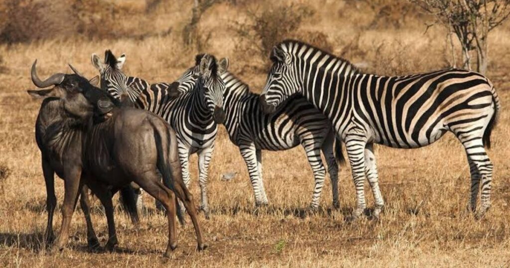 Zimbabwe to Translocate Wildlife to Equatorial Guinea Under Conservation Partnership 10 Zimbabwe to translocate wildlife to Equatorial Guinea under a government conservation agreement aimed at restoring wildlife populations.