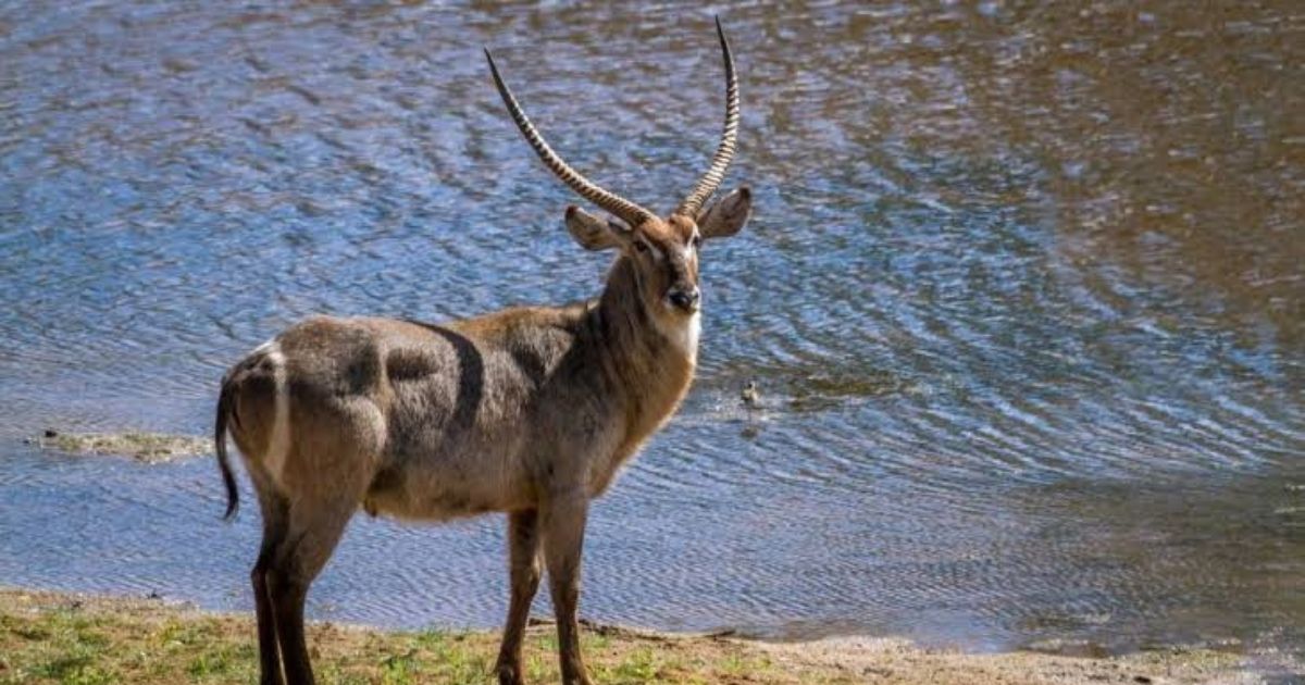 Waterbuck While ZimParks did not disclose the exact species or the number of animals involved, it said the operation concerns common plains game species that exist in healthy and sustainable populations in Zimbabwe.