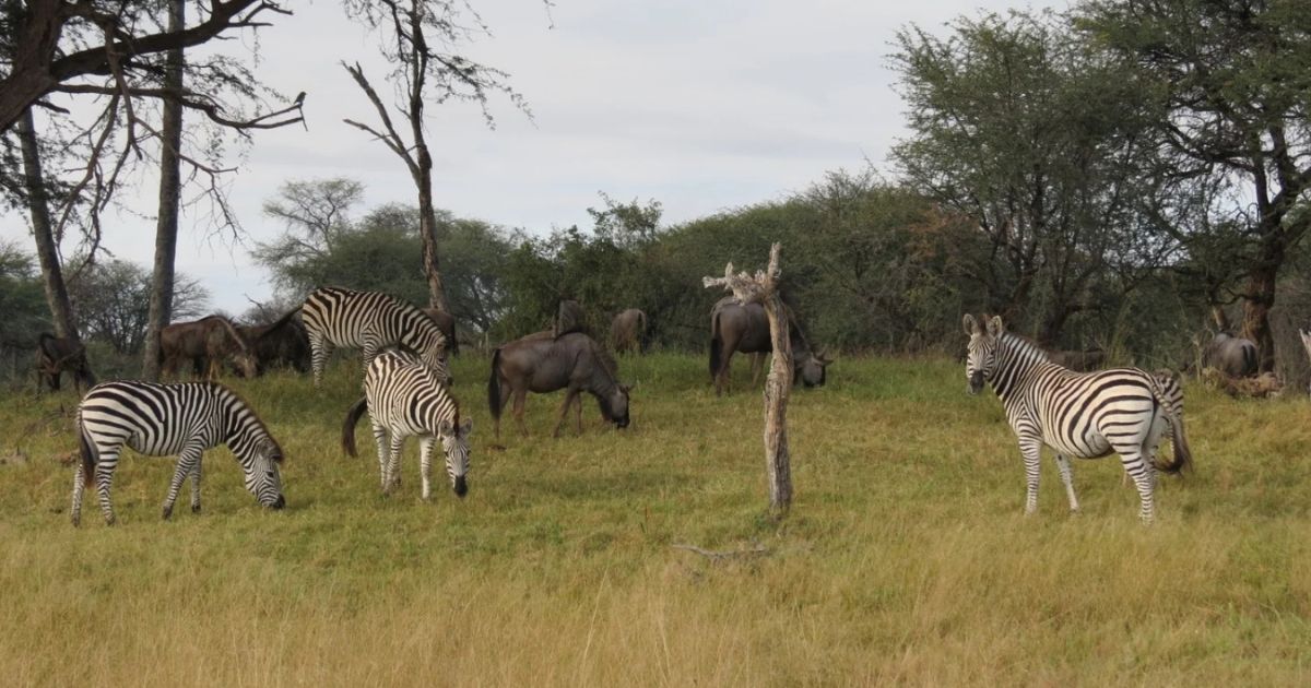 Zimbabwe to Translocate Wildlife to Equatorial Guinea Under Conservation Partnership 2 Zimbabwe is home to some of Africa's largest wildlife populations, including significant numbers of elephants, buffalo, lions, leopards, antelope species and rhinoceroses.