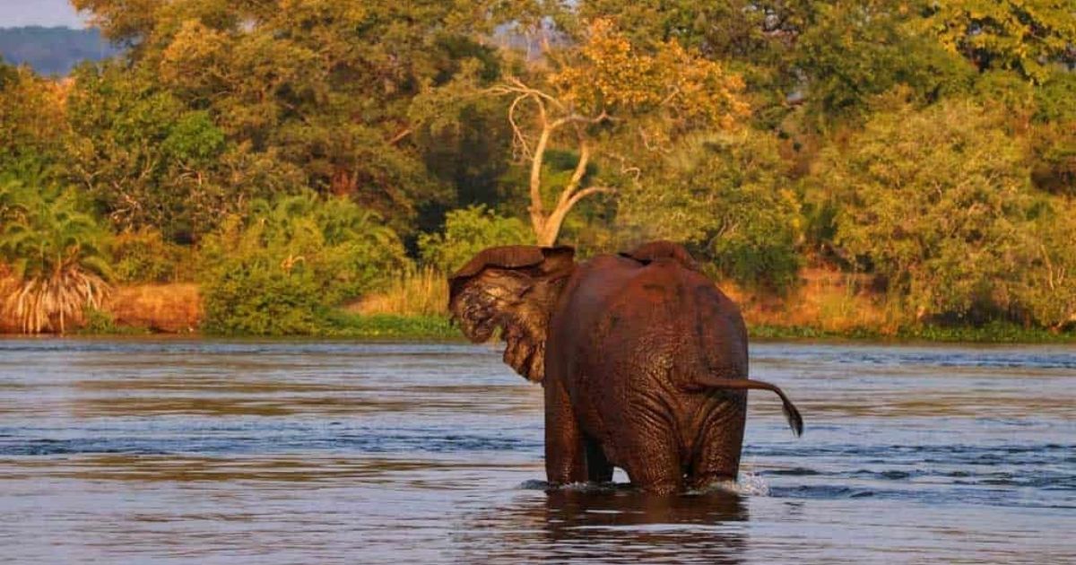 Victoria Falls Rainforest Access Restricted After Elephant Sighting 3 ZimParks has temporarily closed the Victoria Falls Rainforest to visitors following reports of an elephant in the area, urging tourists and tour operators to stay away until it is declared safe.