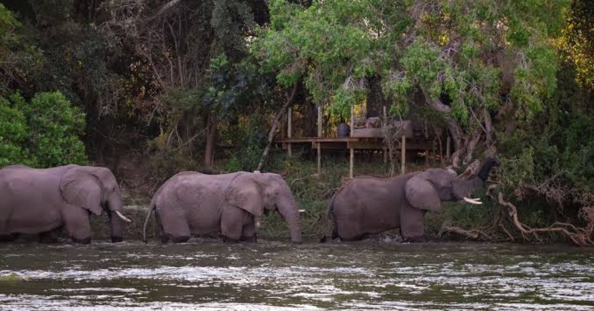 Glamping in Zimbabwe: The Best Luxury Camping Escapes in the Wild 8 You need to plan properly for your Glamping Trip in Zimbabwe