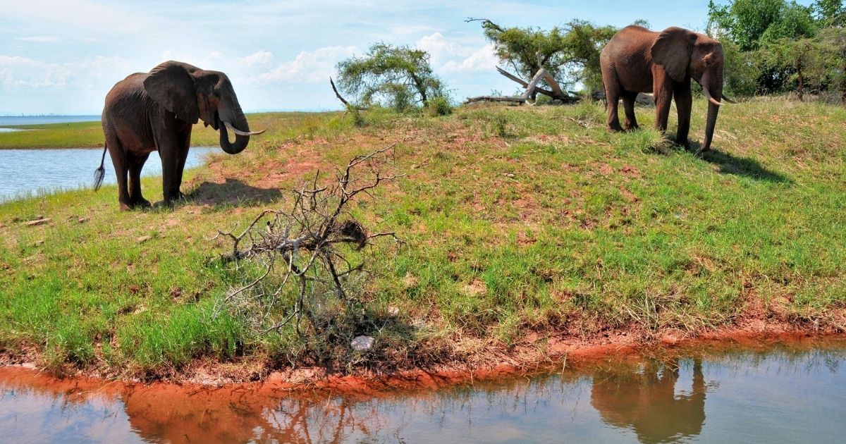 Is Zimbabwe Safe for Tourists? A Complete Travel Safety Guide 6 Image showing wildlife in Zimbabwe
