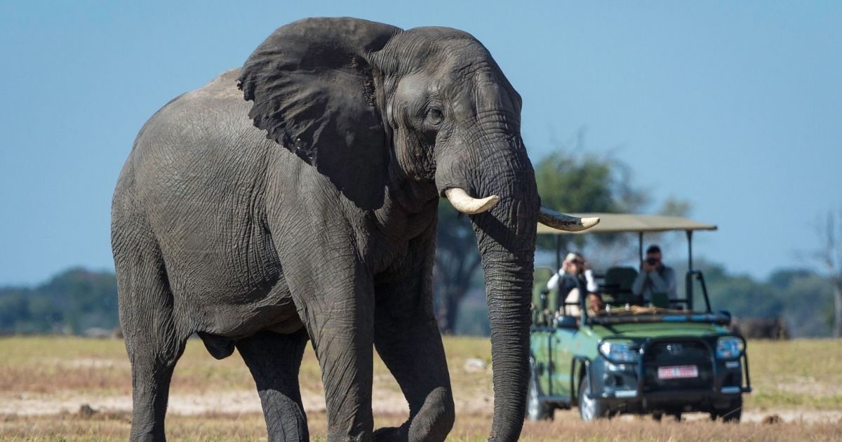 How Much Does a Zimbabwe Safari Cost in 2026? 2 Image showing a safari at Hwange National Park in Zimbabwe