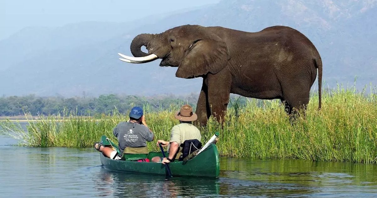 How Much Does a Zimbabwe Safari Cost in 2026? 3 Two people in a green canoe watching an elephant on the riverbank in Mana Pools.