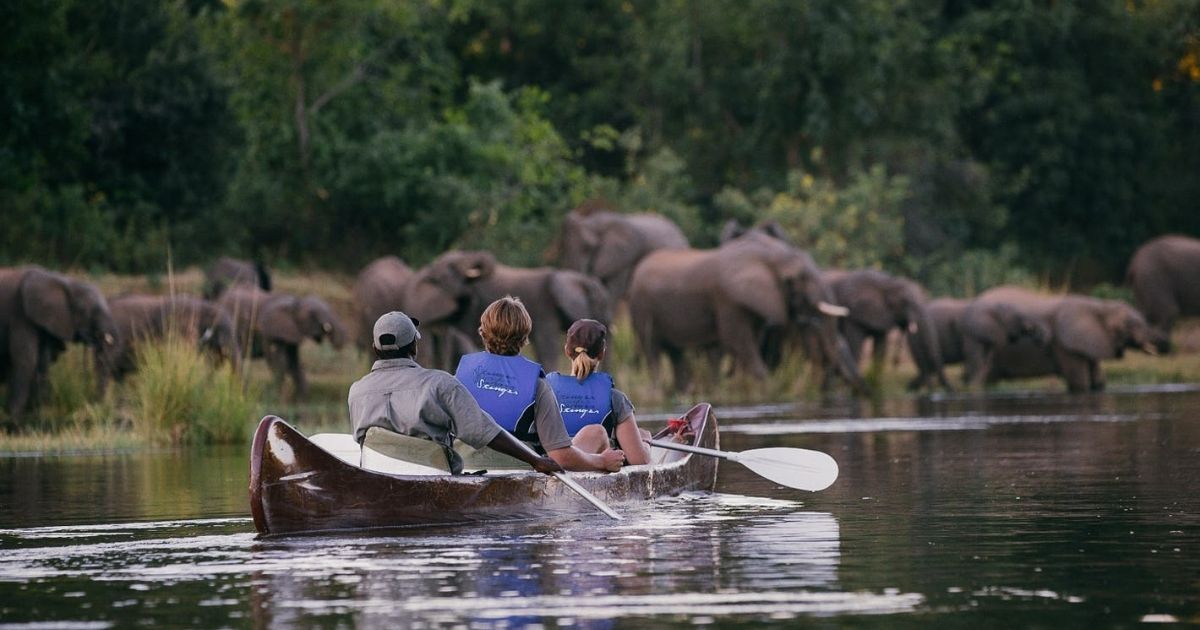 How Much Does a Zimbabwe Safari Cost in 2026? 5 Tourists on a Zambezi National Park canoe safari watching a herd of wild elephants.