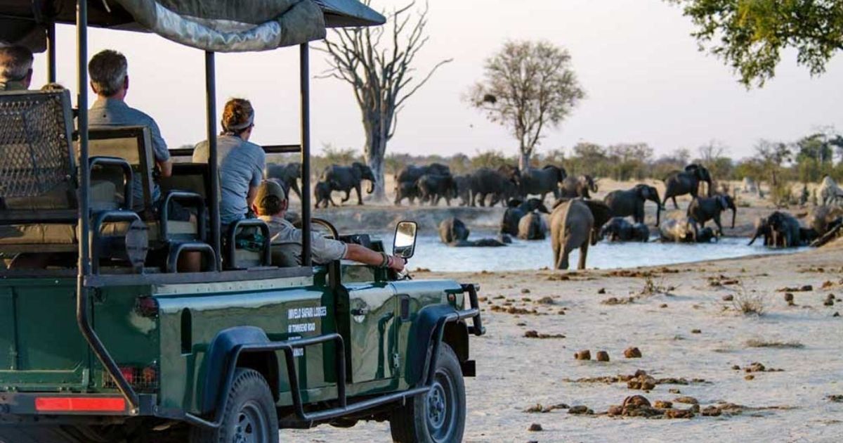 How Much Does a Zimbabwe Safari Cost in 2026? 6 Tourists on a safari in Zimbabwe watching elephants at a watering hole