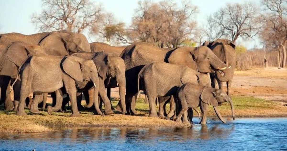 How Much Does a Zimbabwe Safari Cost in 2026? 7 Elephants drinking water