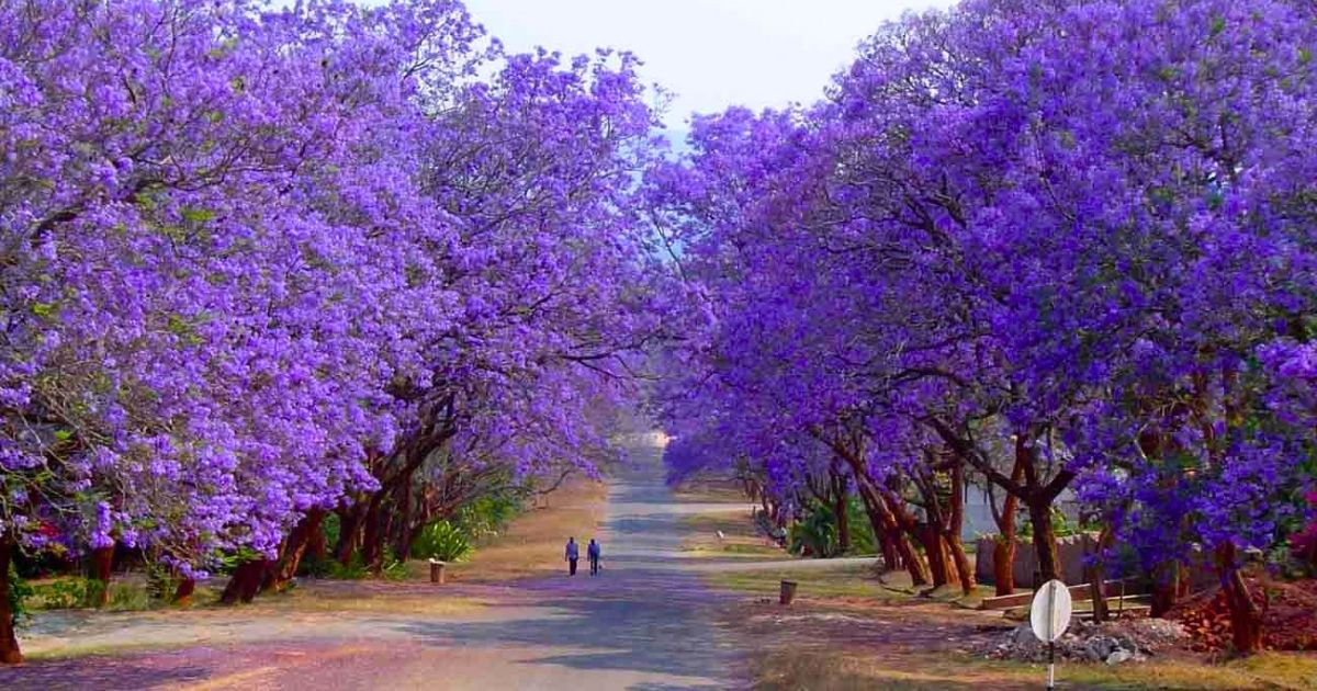 Jacaranda Music Festival 2026: A Traveller's Guide to Harare's Biggest Weekend 5 Jacaranda-lined streets in Harare