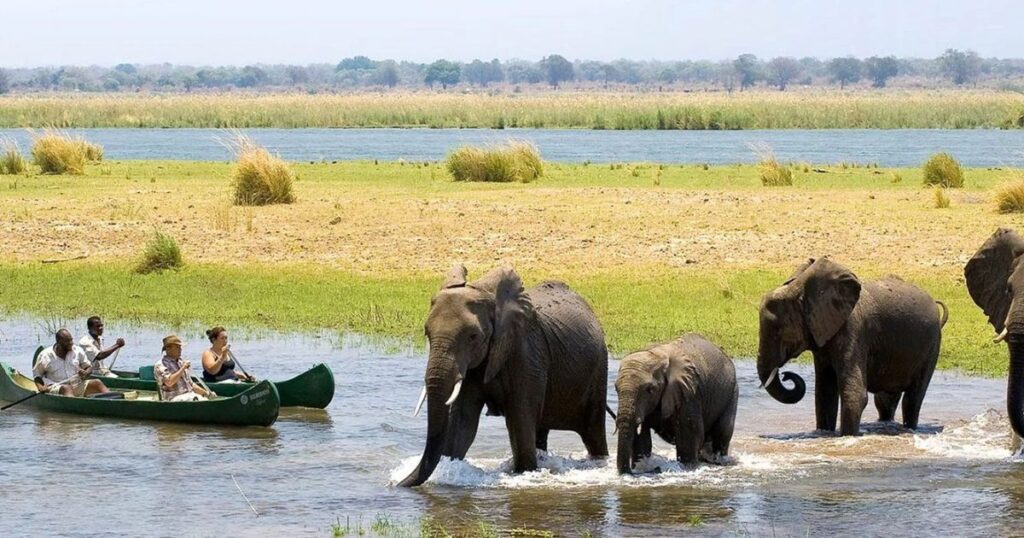 Zimbabwe Safari Guide for Beginners: Where, When and How 1 Tourists in canoes viewing elephants crossing a river. These are some of the scenes you see on a Zimbabwe safari