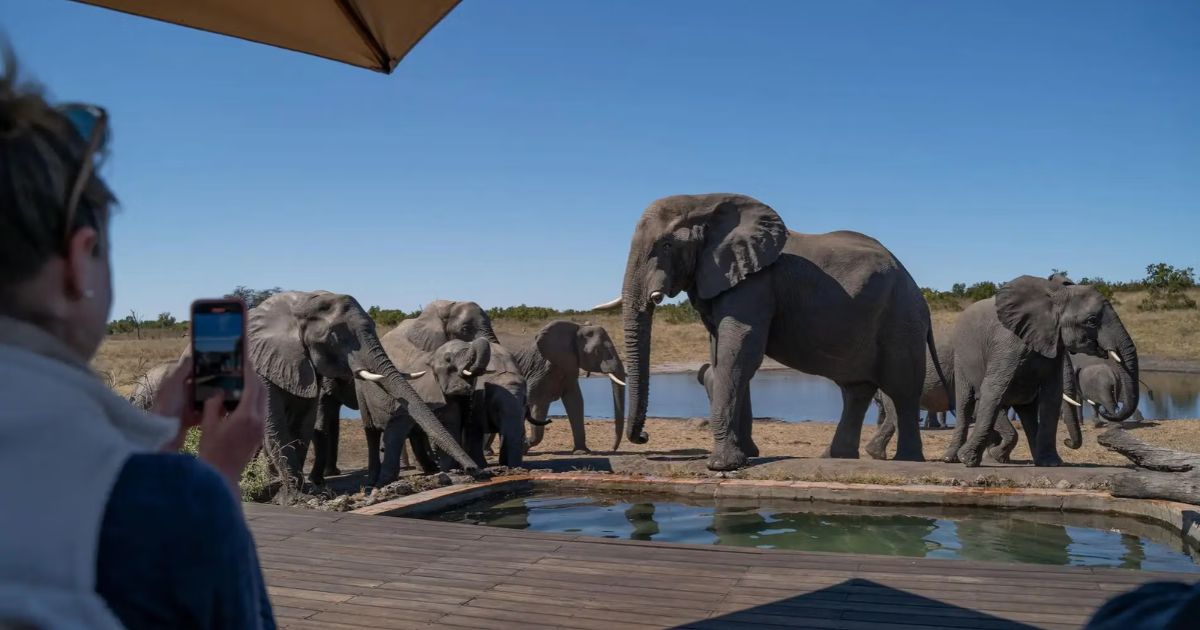 Zimbabwe Safari Guide for Beginners: Where, When and How 2 A person taking pictures of elephants while on a safari in Zimbabwe