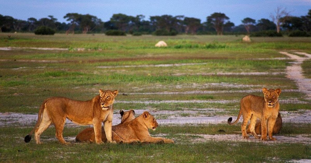 Zimbabwe Safari Guide for Beginners: Where, When and How 3 Lions in Hwange National Park