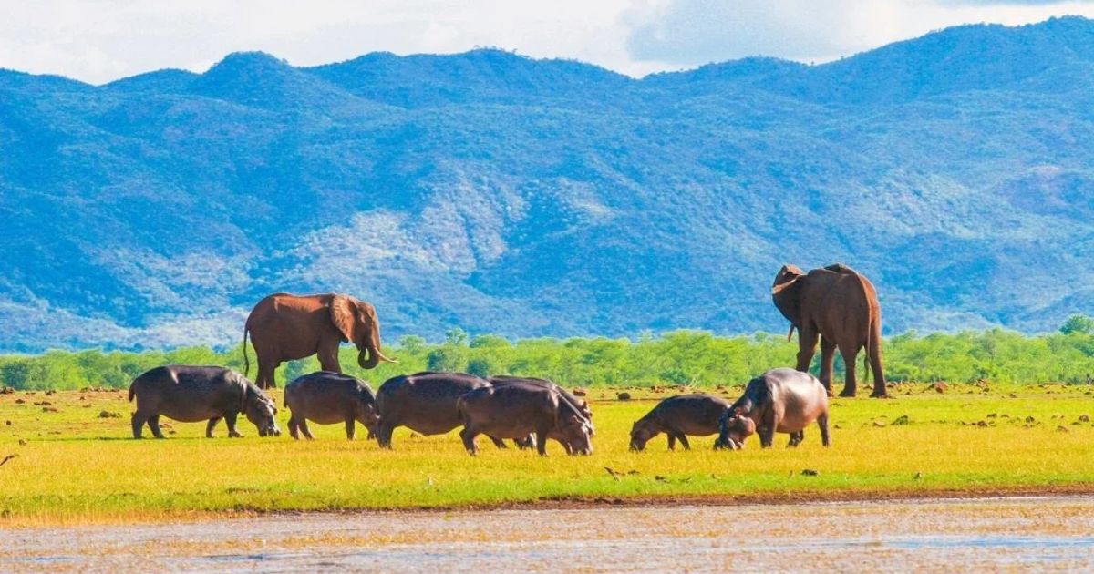 Zimbabwe Safari Guide for Beginners: Where, When and How 4 Elephants and hippos on a river bank are some of the scenes you see on a Zimbabwe safari