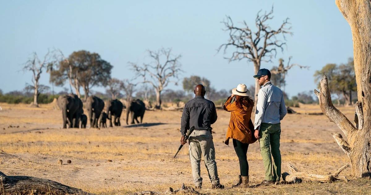 Zimbabwe Safari Guide for Beginners: Where, When and How 5 A couple on a guided safari