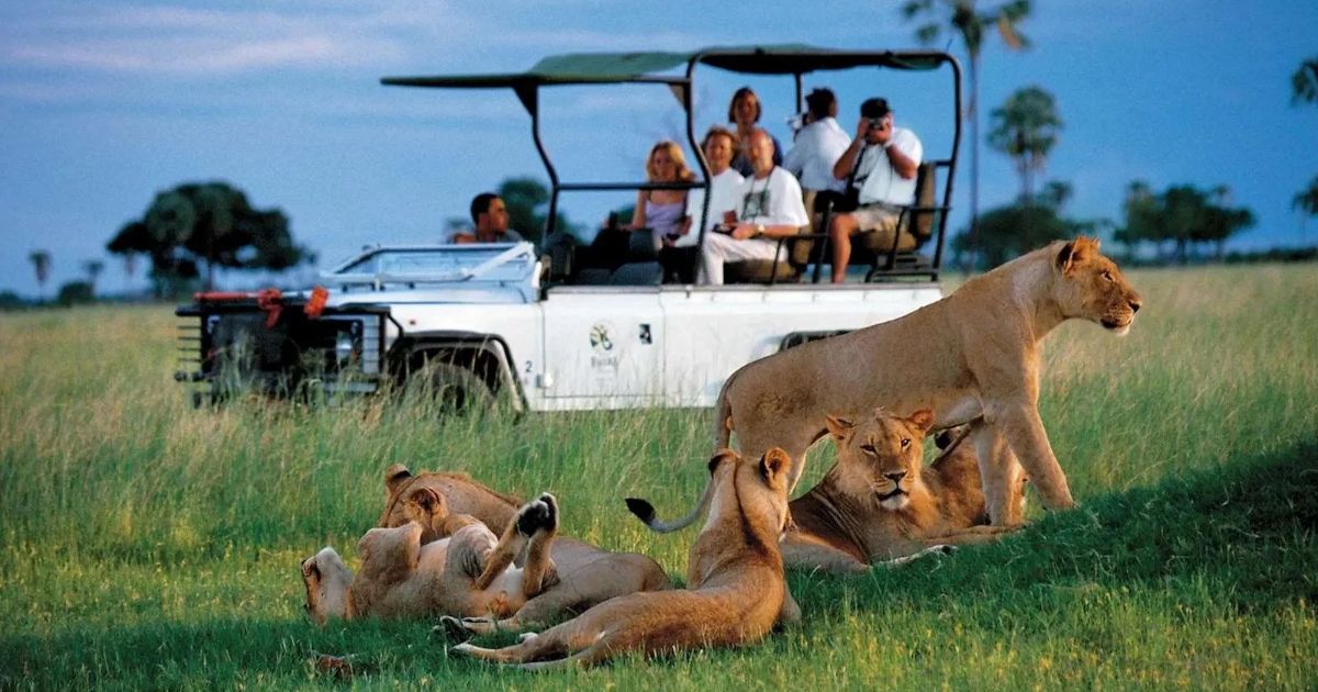 Zimbabwe Safari Guide for Beginners: Where, When and How 6 People in a vehicle during a safari drive